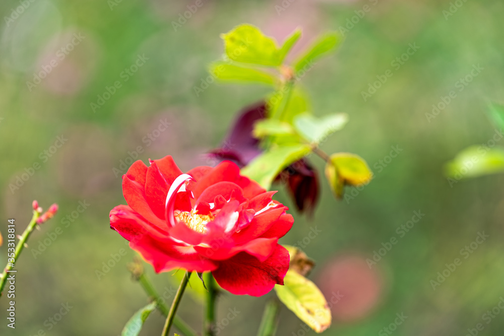 Fototapeta premium 赤い一輪の薔薇 