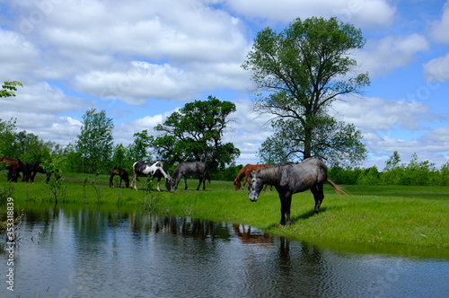 Horses drinking on the water place