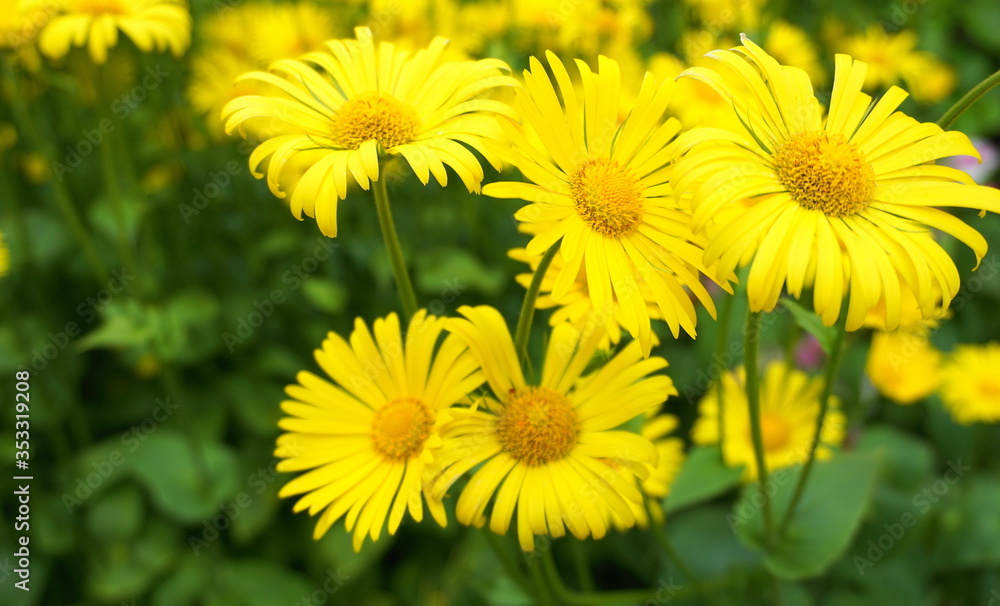 Doronicum orientale yellow flower close up. Also known as leopard's bane flowers. Doronicum orientale yellow flower close up. Also known as leopard's bane flowers.