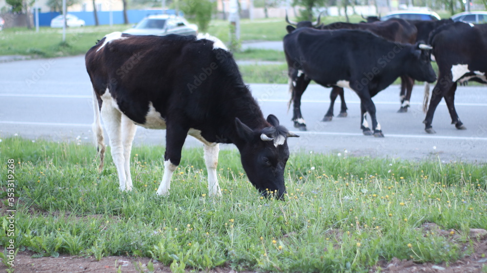 a small herd of black and white cows grazes and eats grass on a lawn on the street of a small town on the background of the roadway a small herd of black and white cows grazes and eats grass on a lawn on the street of a small town on the background of the roadway