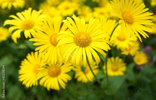 Doronicum orientale yellow flower close up. Also known as leopard s bane flowers.