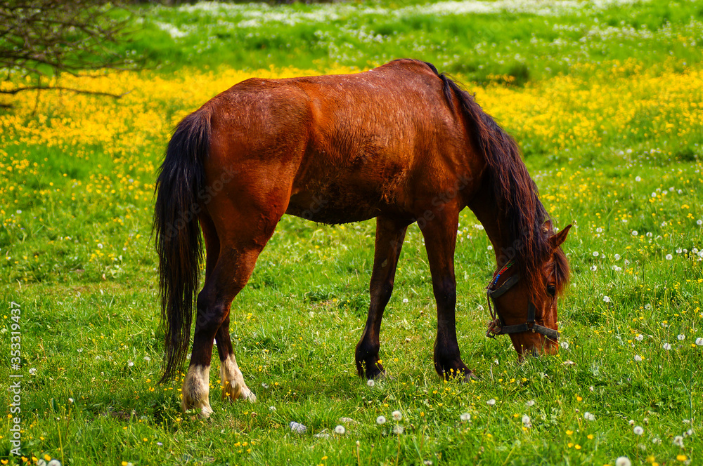 brown horse feeding on the grass. A horse grazing in the meadow. brown horse feeding on the grass. A horse grazing in the meadow.