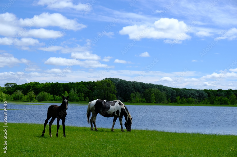 Horse with colt grazing on green grass field