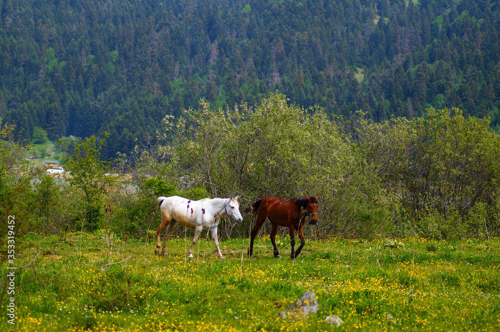 two horses walking on meadow. stray horses in the meadows.