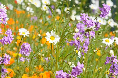 wild phlox and marguerite in front of flower field