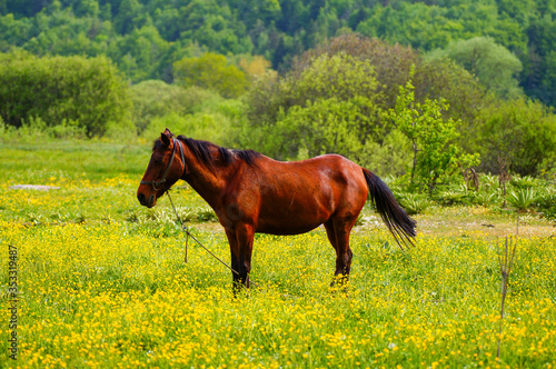 brown horse feeding on the grass. A horse grazing in the meadow.