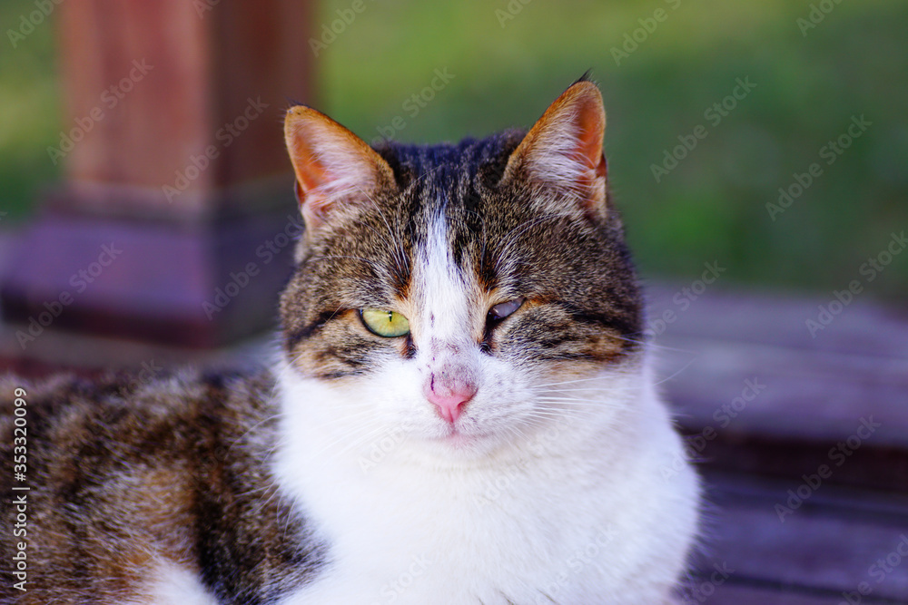 portrait of a blind cat