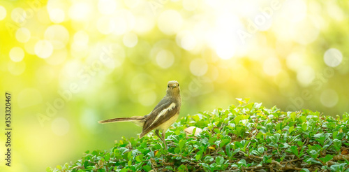 An Oriental magpie robin bird standing on green bush in a park at bright sunset, Panoramic view, Natural spring and summer background concept