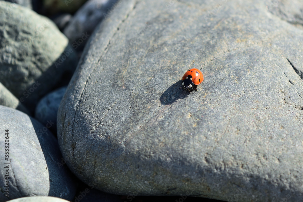 ladybug (Coccinellidae) on the grey stone at Kipos beach, Samothraki island, Greece, Aegean sea ladybug (Coccinellidae) on the grey stone at Kipos beach, Samothraki island, Greece, Aegean sea