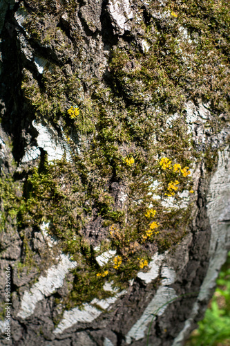 lichen and moss on the birch tree