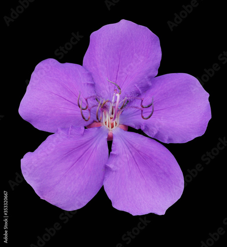 purple violet flower close up isolated on black background. 