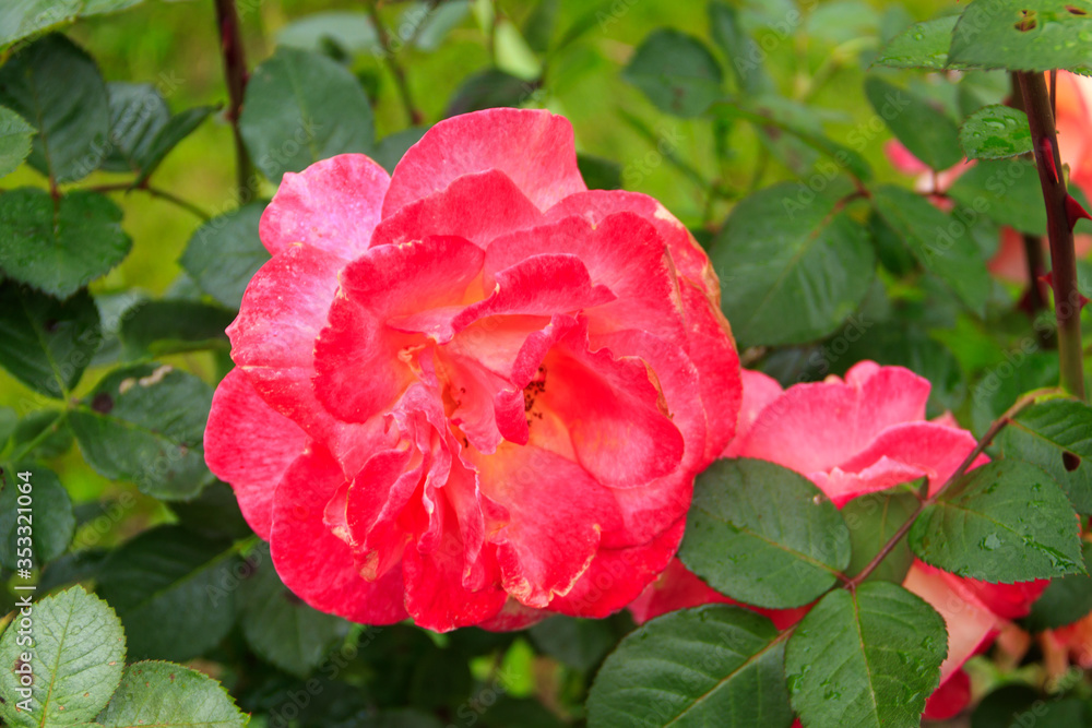 Beautiful pink rose on flower bed in a garden Beautiful pink rose on flower bed in a garden