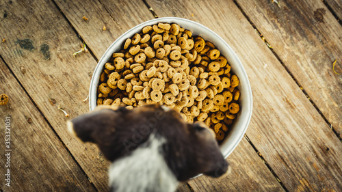 croquettes dog food with puppy