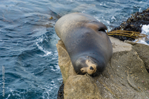Pacific sea lions sitting on coastal bay side rock jetty sleeping