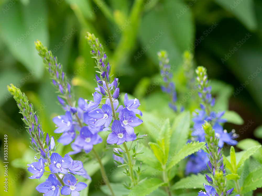 ベロニカの青い花 ベロニカ ロイヤルブルーの花 Stock Photo Adobe Stock