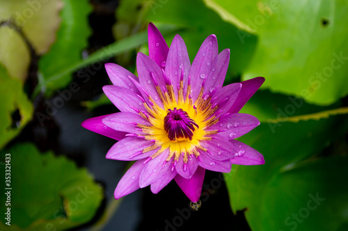 top view purple or violet lotus water lily and leaf in Lotus basin