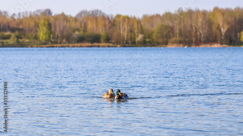 Drake and female of Mallard ducks (Anas platyrhynchos) swimming on a lake
