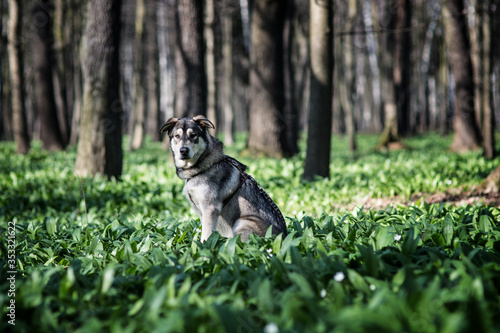 Czechoslovakian wolfdog siting on the green grass
