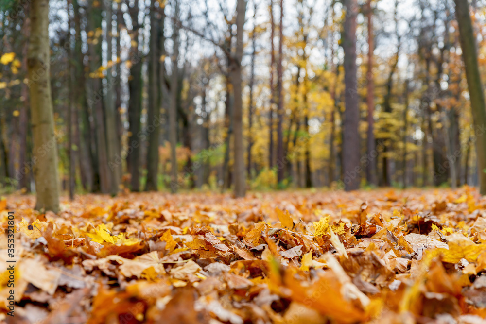 Macro photography of fallen leaves in the autumn forest. Yellow fallen leaves in autumn. Macro photography of fallen leaves in the autumn forest. Yellow fallen leaves in autumn.