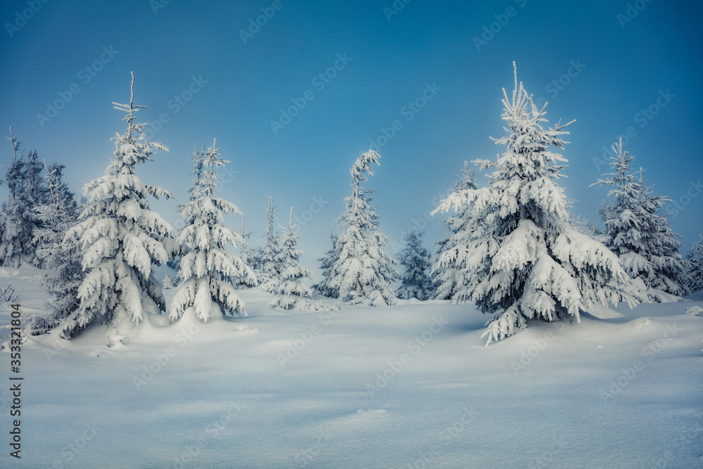 Picturesque morning view of mountain forest. Frosty outdoor scene with fir trees covered of fresh snow. Beautiful winter landscape. Happy New Year celebration concept.