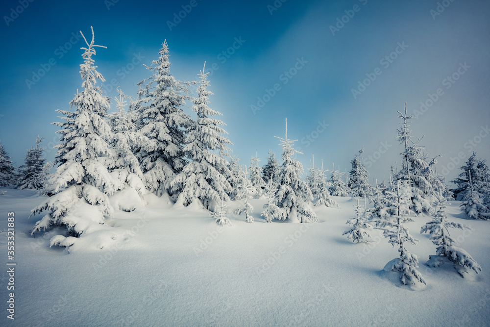 Unbelievable morning view of mountain forest. Wonderful outdoor scene with fir trees covered of fresh snow. Beautiful winter landscape. Happy New Year celebration concept.