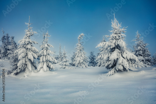 Picturesque morning view of mountain forest. Frosty outdoor scene with fir trees covered of fresh snow. Beautiful winter landscape. Happy New Year celebration concept. © Andrew Mayovskyy