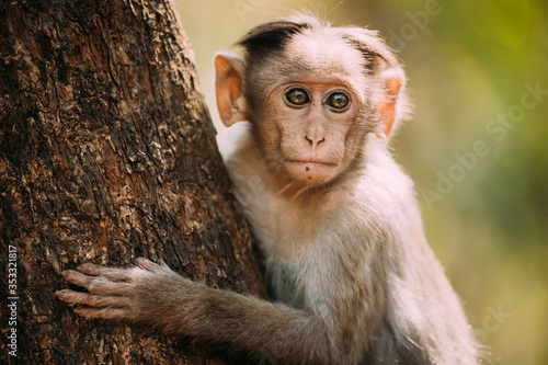Goa, India. Young Bonnet Macaque - Macaca Radiata Or Zati Sitting On Tree. Close Up Portrait Of Cub