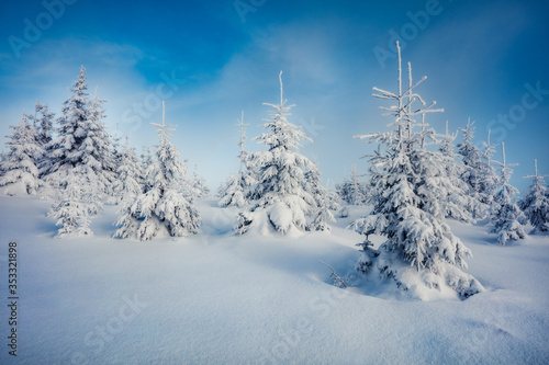 Misty morning view of mountain forest. Superb outdoor scene with fir trees covered of fresh snow. Beautiful winter landscape. Happy New Year celebration concept.