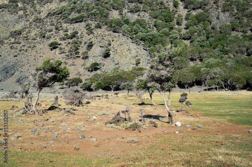 semi-desert vegetation at wild and beauty Kipos beach in Samothrace island, Samothraki, Greece, Aegean sea