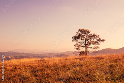 Lone pine tree on a hill covered with grass. Beautiful fresh nature on a spring sunny day. Red toned
