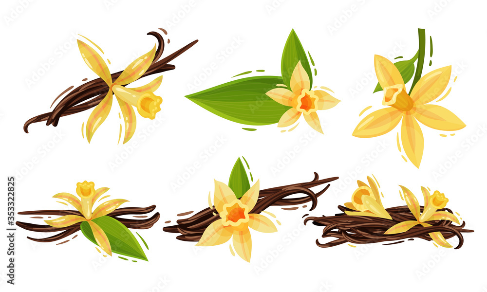 Obraz premium Vanilla Flowers and Pods or Sticks Isolated on White Background Vector Set