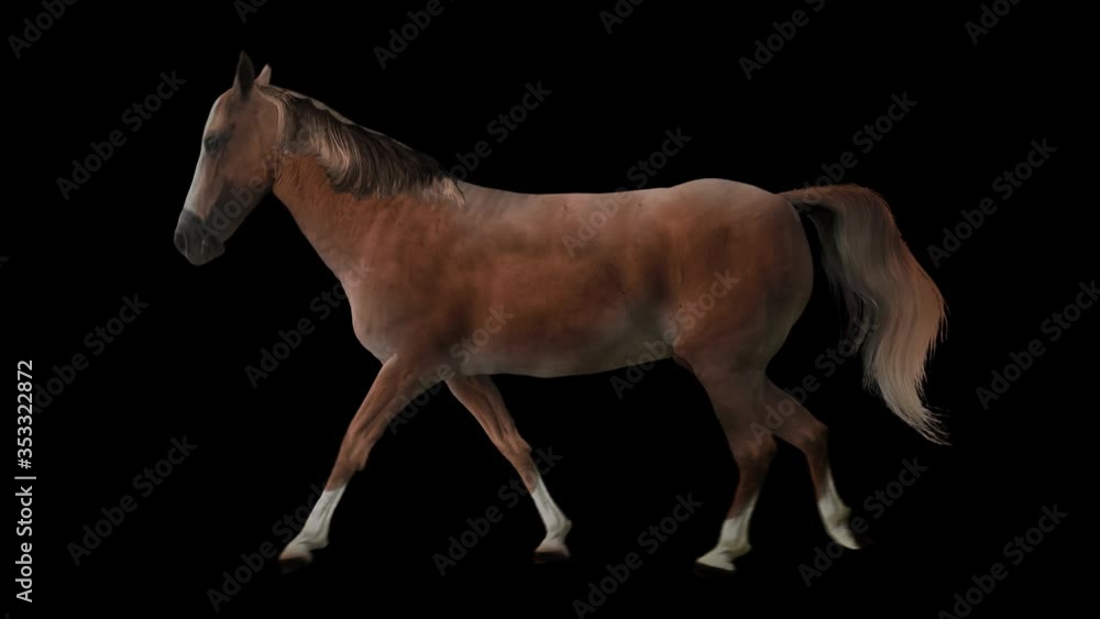Chestnut horse walking realistic animation. Isolated animal video including alpha channel allows to add background in post-production. Element for visual effects. Chestnut horse walking realistic animation. Isolated animal video including alpha channel allows to add background in post-production. Element for visual effects.