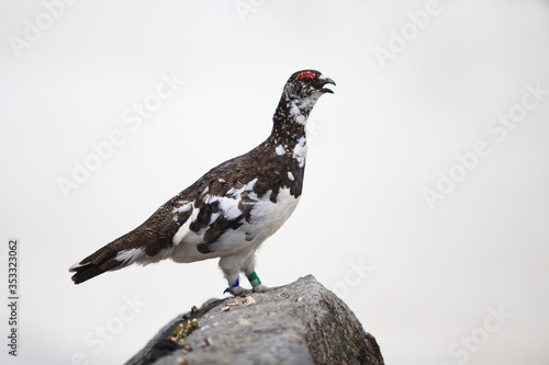 立山のライチョウ（オス）