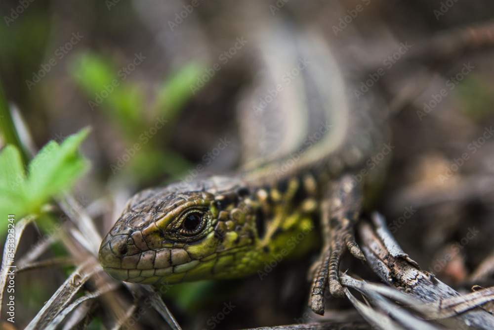 Face of green lizard with eye in macro Face of green lizard with eye in macro