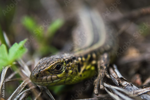 Face of green lizard with eye in macro