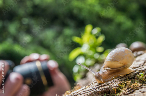 Little snail on a tree branch under the sun. Snail in brown colors on green blurred background. Concept photo of sunny spring. photo