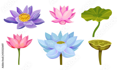 Lotus Aquatic Plant with Large Showy Flowers and Leaves Isolated on White Background Vector Set