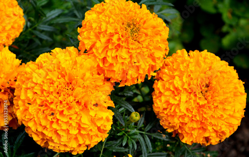 Blooming marigolds. Beautiful autumn flowerbed. © alex2016