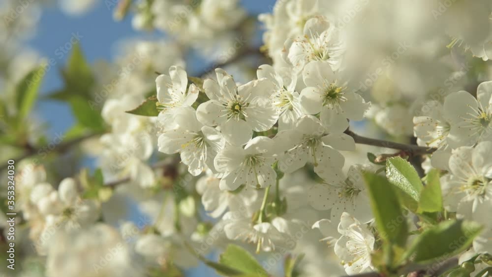 Cherry blossom in full blum against ib the garden. Nature concept. Spring garden. Hello spring. Cherry blossom in full blum against ib the garden. Nature concept. Spring garden. Hello spring.