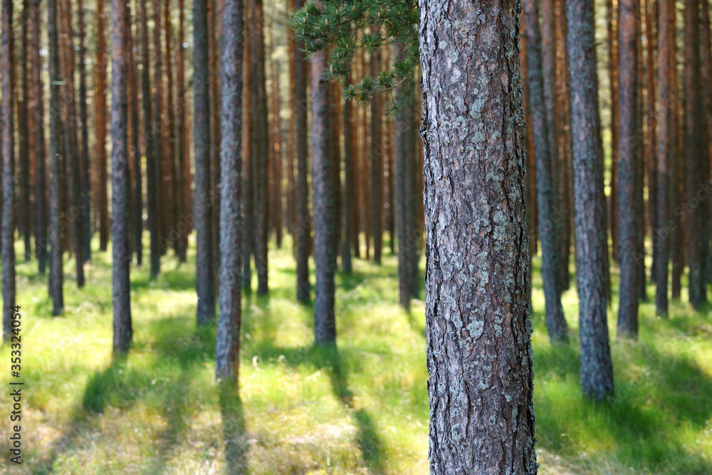 Fototapeta premium Pine Forest, sunlight