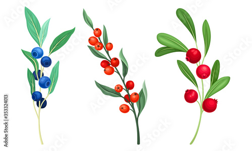 Berry Branches with Leaves and Mature Small Fruit Isolated on White Background Vector Set