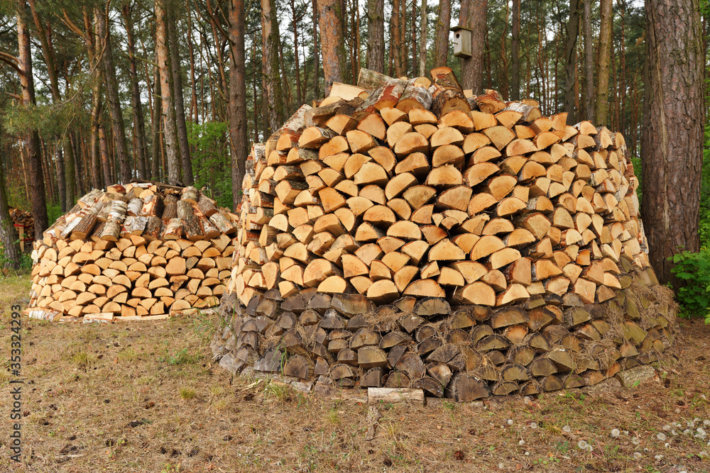Stacks of firewood in the forest.