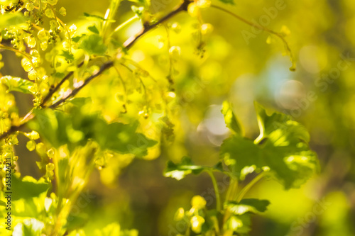 Summer sunny background with tree branches and bokeh, blurred nature background with space for text ,great for design, wallpaper, backdrop. Bokeh tree background.