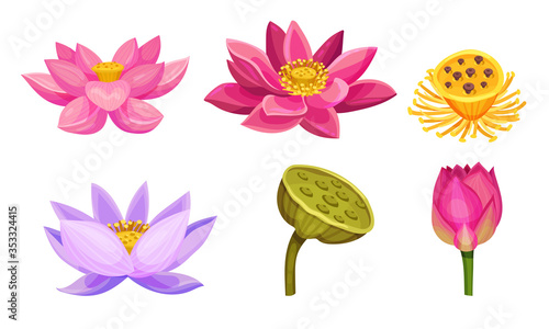 Lotus Aquatic Plant with Large Showy Flowers and Leaves Isolated on White Background Vector Set