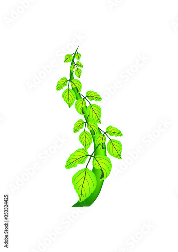 Detailed Beanstalk