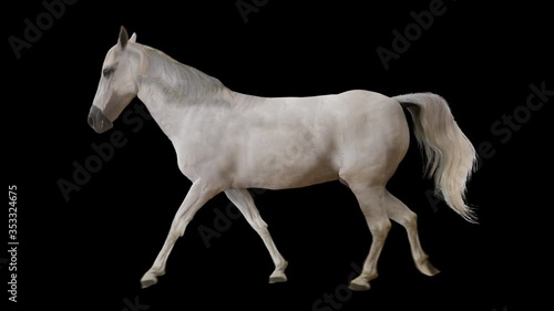 White horse walking realistic animation. Isolated animal video including alpha channel allows to add background in post-production. Element for visual effects.