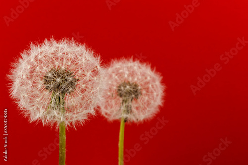 Dandelion flower heads. Macro photo.