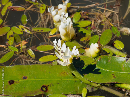 Aponogeton distachyos, waterblommetjie or cape-pondweed with white flowers like Y and dark-brown stamens and leaves floating on the calm water surface of a pond photo