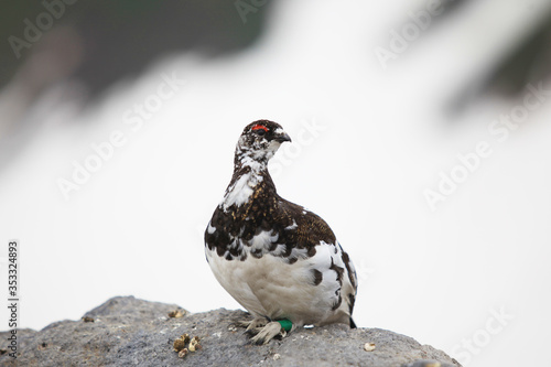 立山のライチョウ（オス）