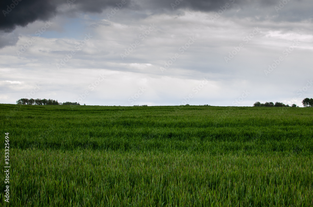 Wheat field over dark moody sky